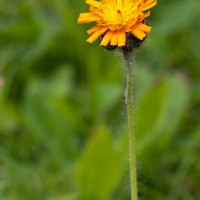 Orange Hawkweed, Fox and Cubs